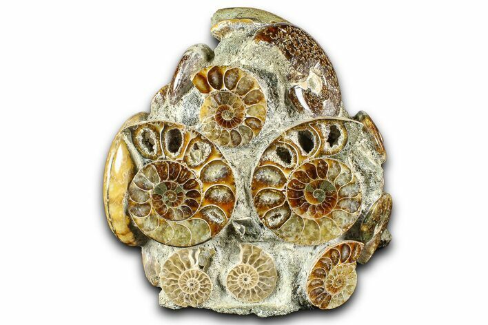 Tall Composite Ammonite Fossil Display - Madagascar #361352